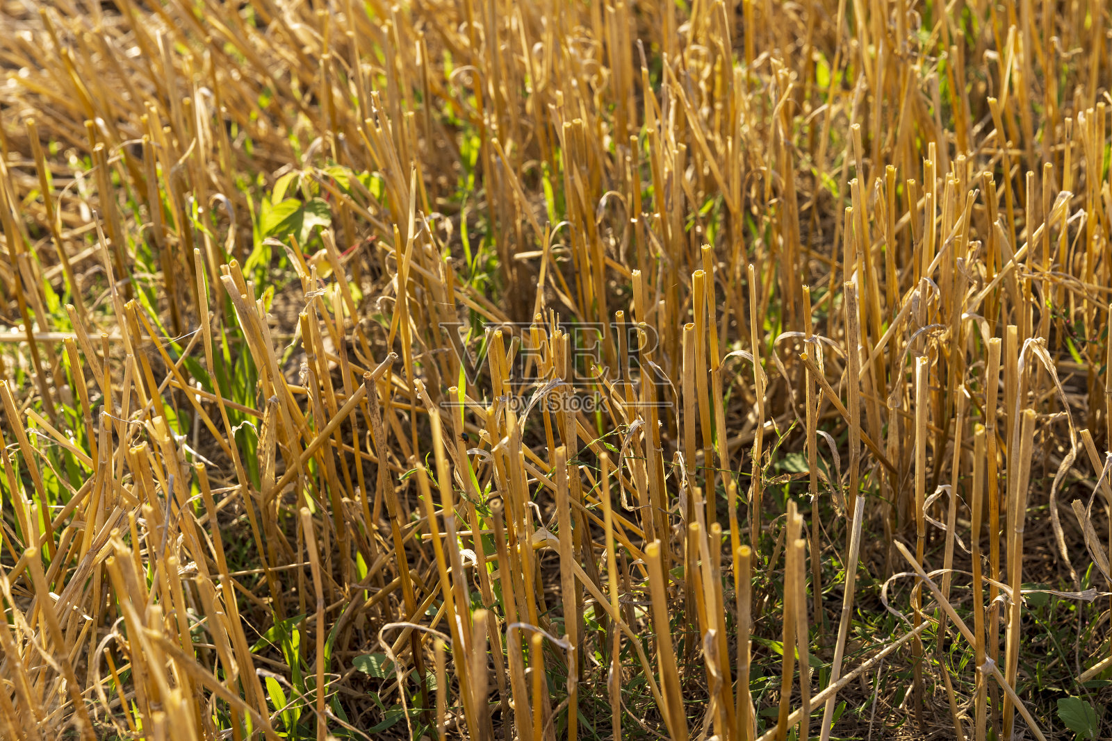 夏天种谷物的田地照片摄影图片