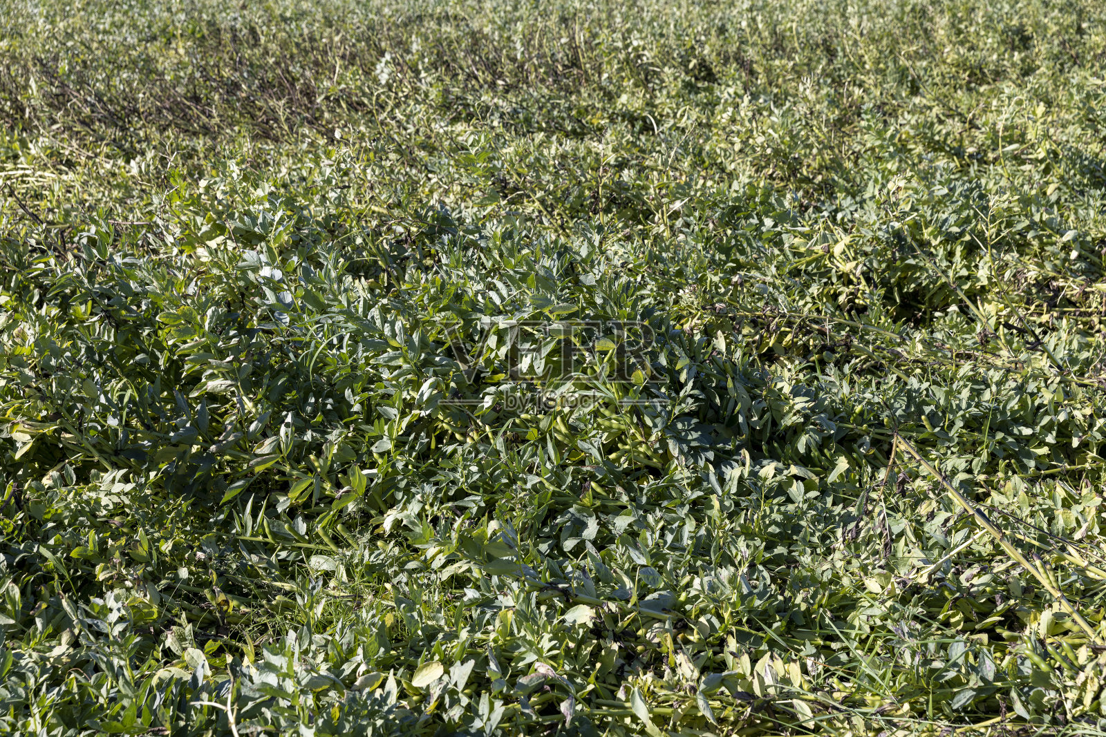 种植青豆的农田照片摄影图片