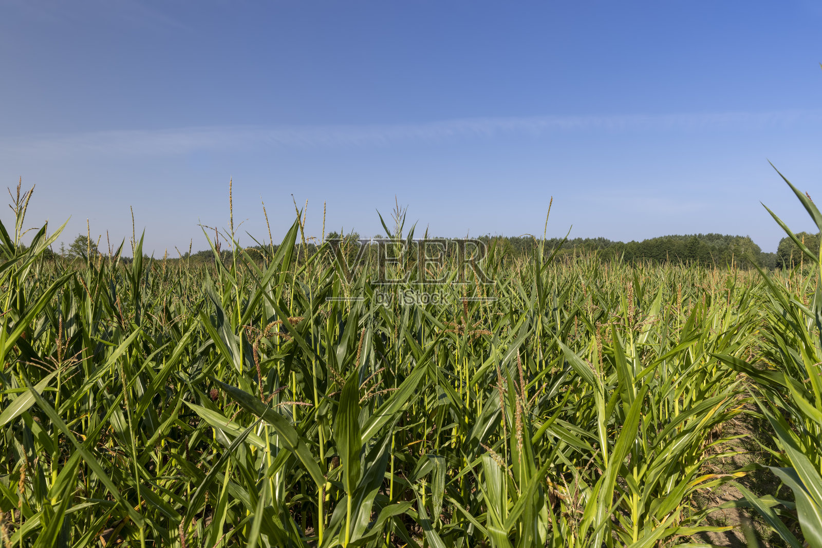 夏天大量种植玉米照片摄影图片