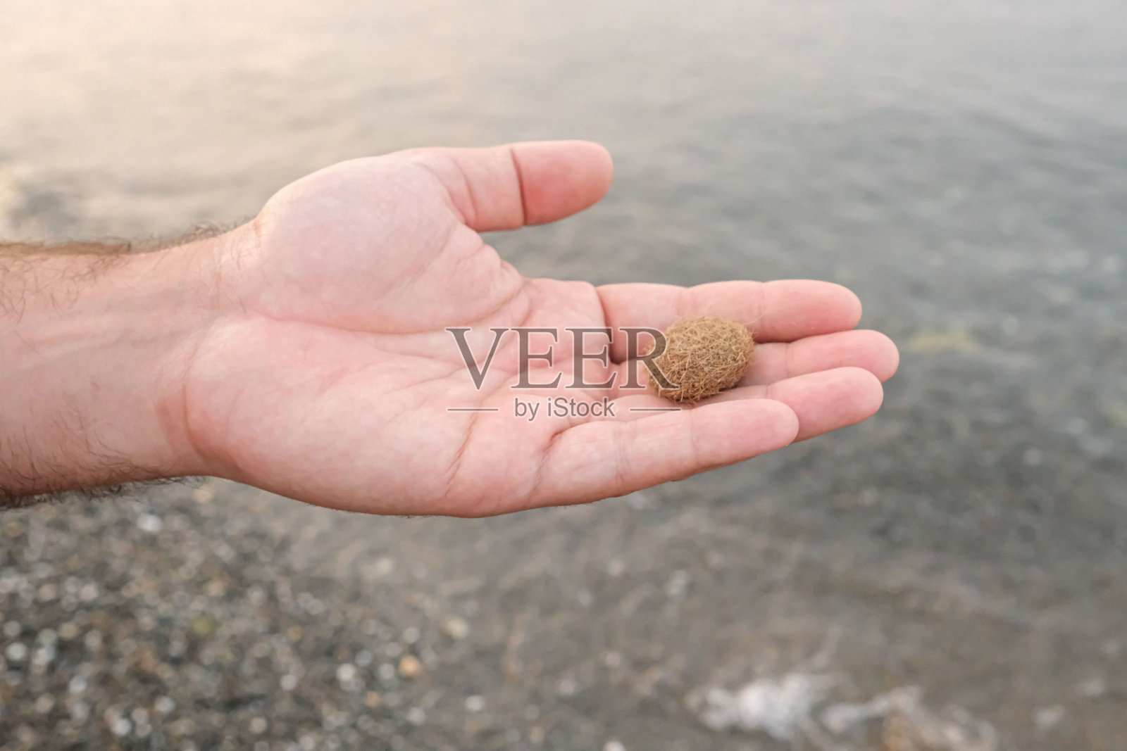 被海浪抛到海滩上的球形海藻。地中海沿岸干燥的圆形海藻。照片摄影图片