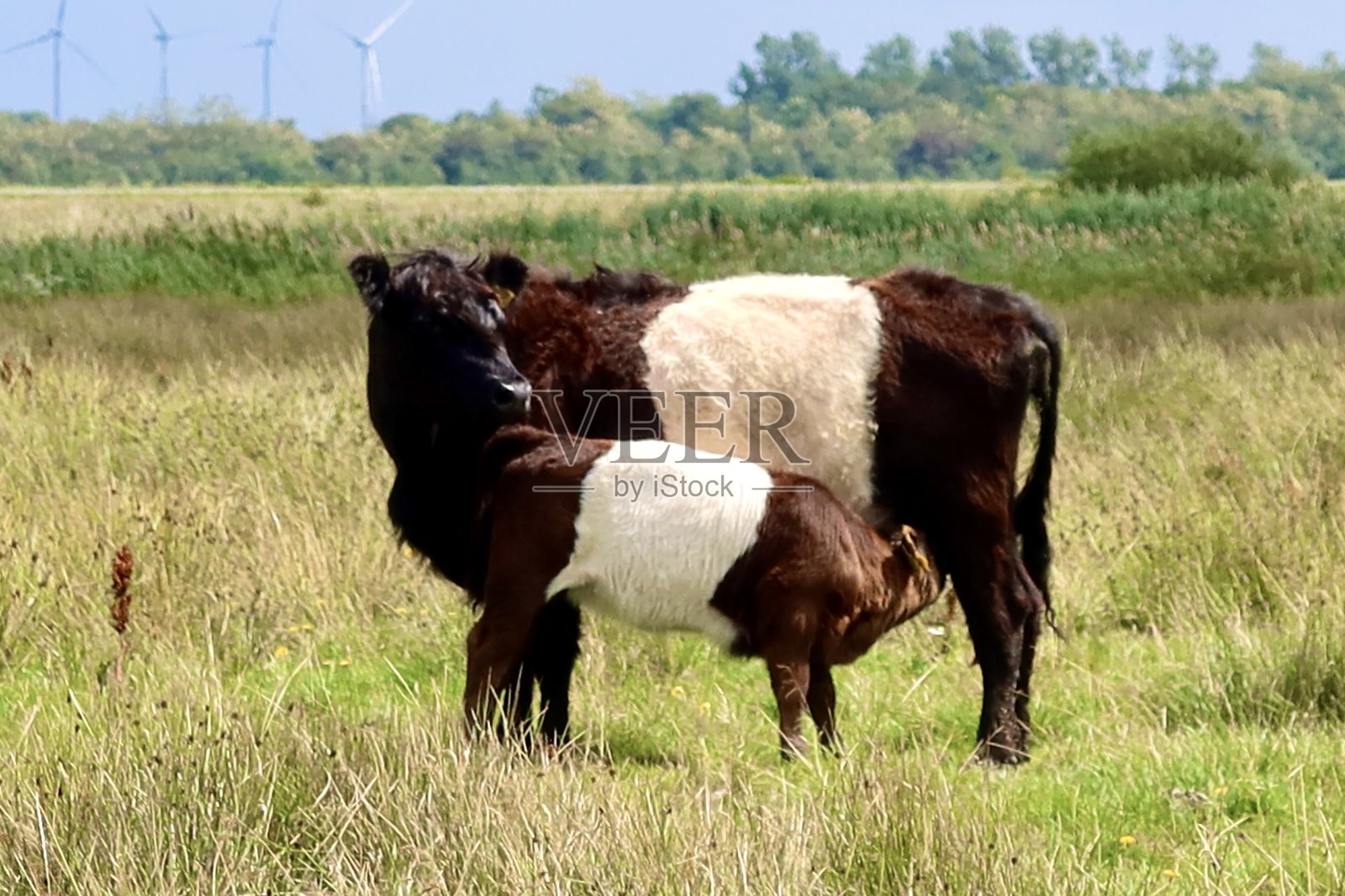 一群牛。照片摄影图片