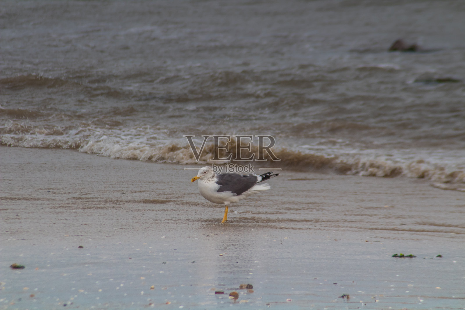 海边奇观:海鸥在水面上滑翔照片摄影图片