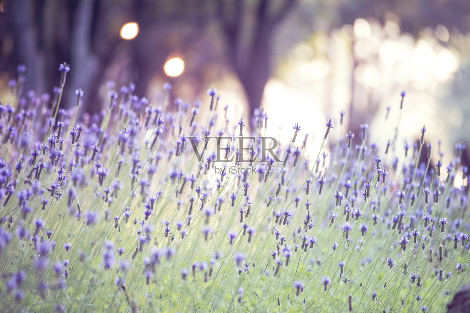 紫色粉彩花花柔自然花模糊背景。复古浪漫的梅花植物开花春天的季节。模糊的樱花花瓣种植在美丽的花园里。背景模板照片摄影图片