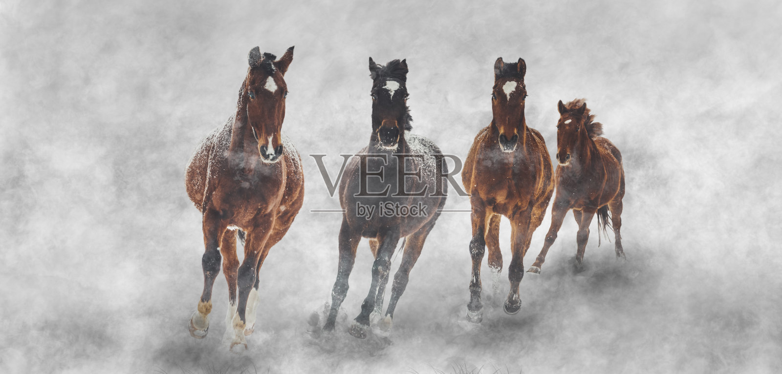 马在雪和尘土中奔跑照片摄影图片