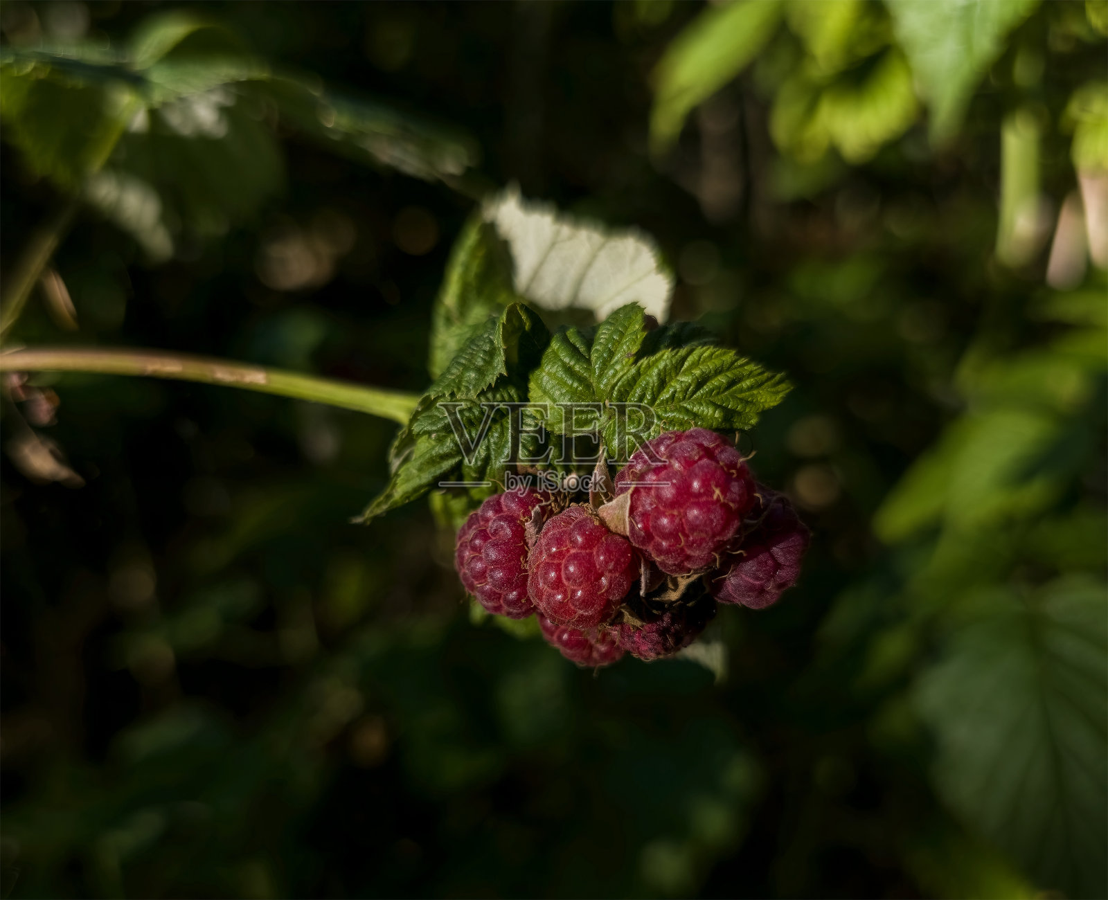 成熟的野生覆盆子。特写镜头。照片摄影图片