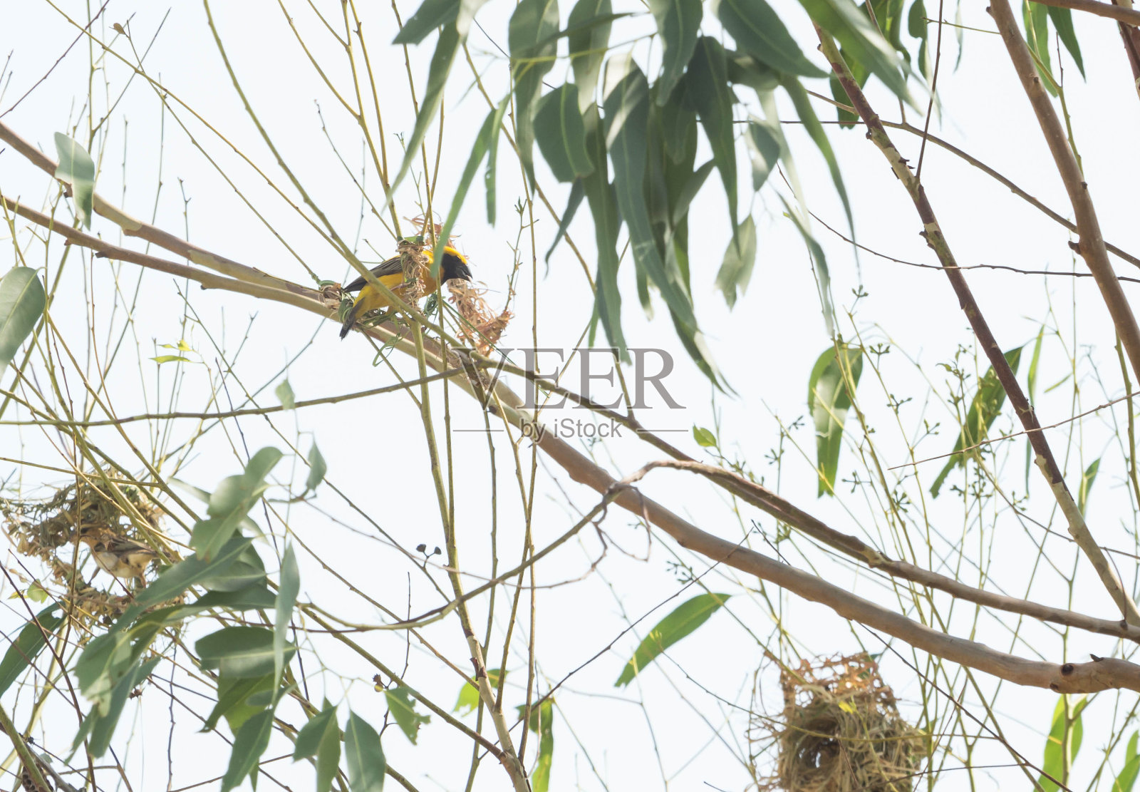 亚洲黄金韦弗照片摄影图片