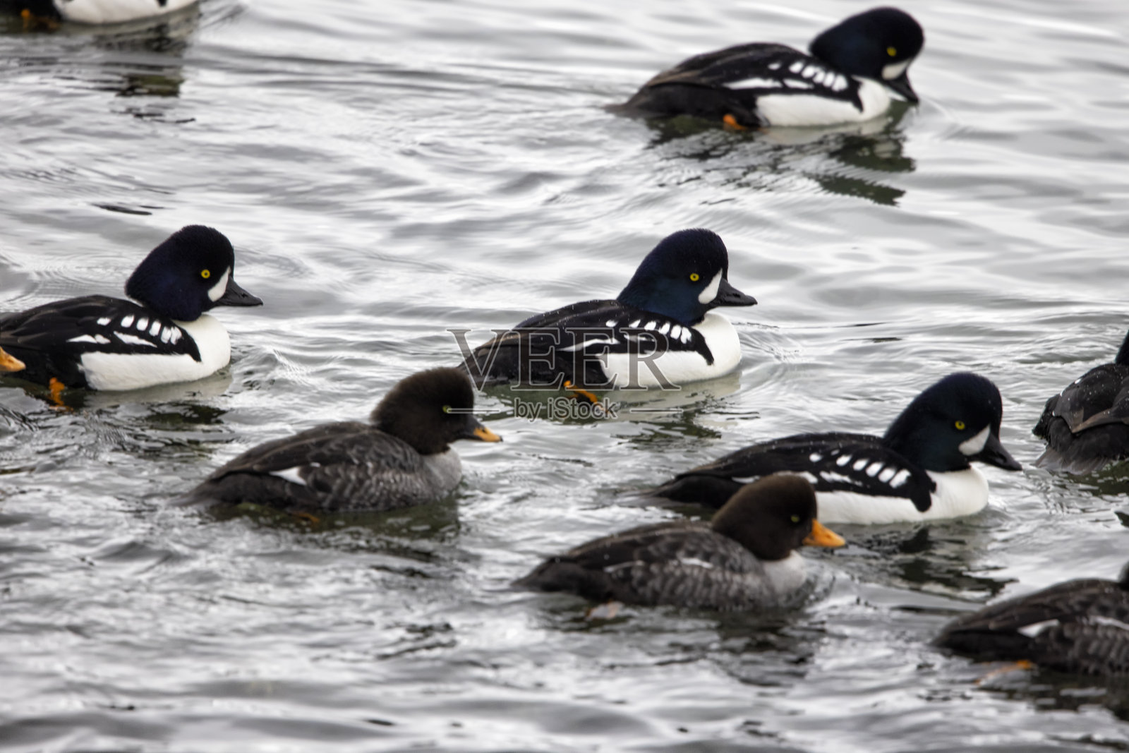 加拿大温哥华斯坦利公园海边游动的金眼鸭群照片摄影图片