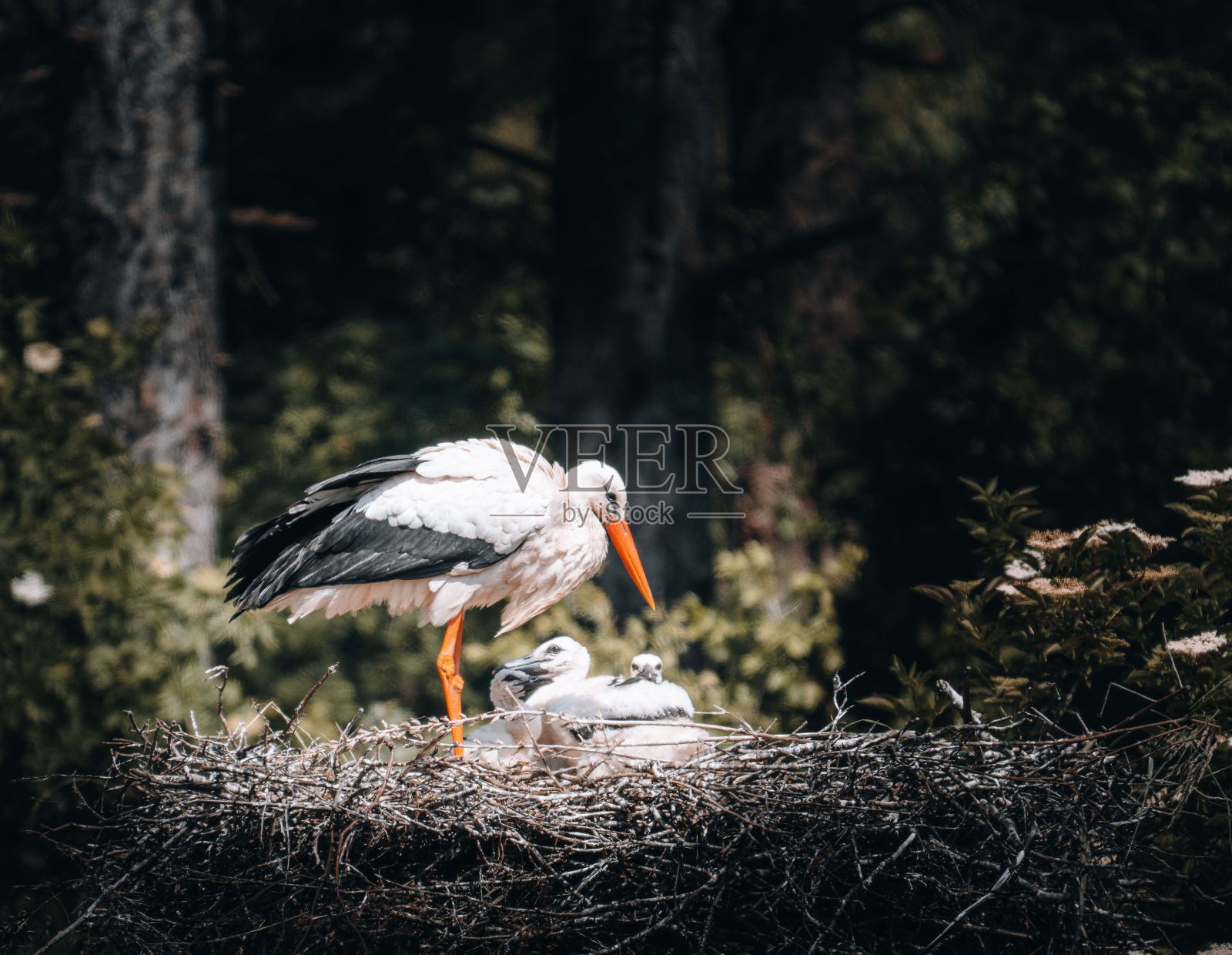 在美丽的法国海岸线上,一只野生白鹳栖息在宁静的森林里的一棵光秃秃的树上照片摄影图片