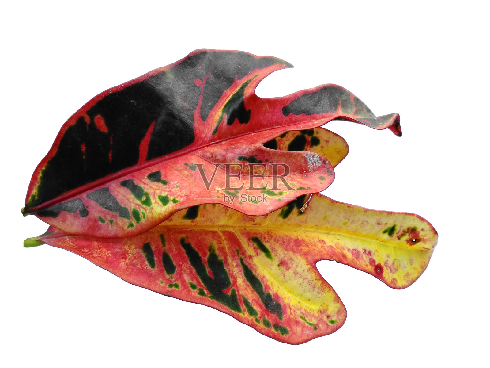 在白色背景上离生的杂交藤叶。在白色背景上的黄菖蒲叶。红叶或黄叶。叶子有很多颜色照片摄影图片