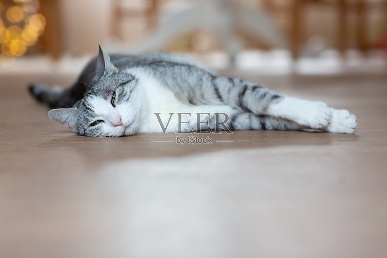 可爱的白斑虎斑猫在圣诞节躺在木地板上眨眼照片摄影图片