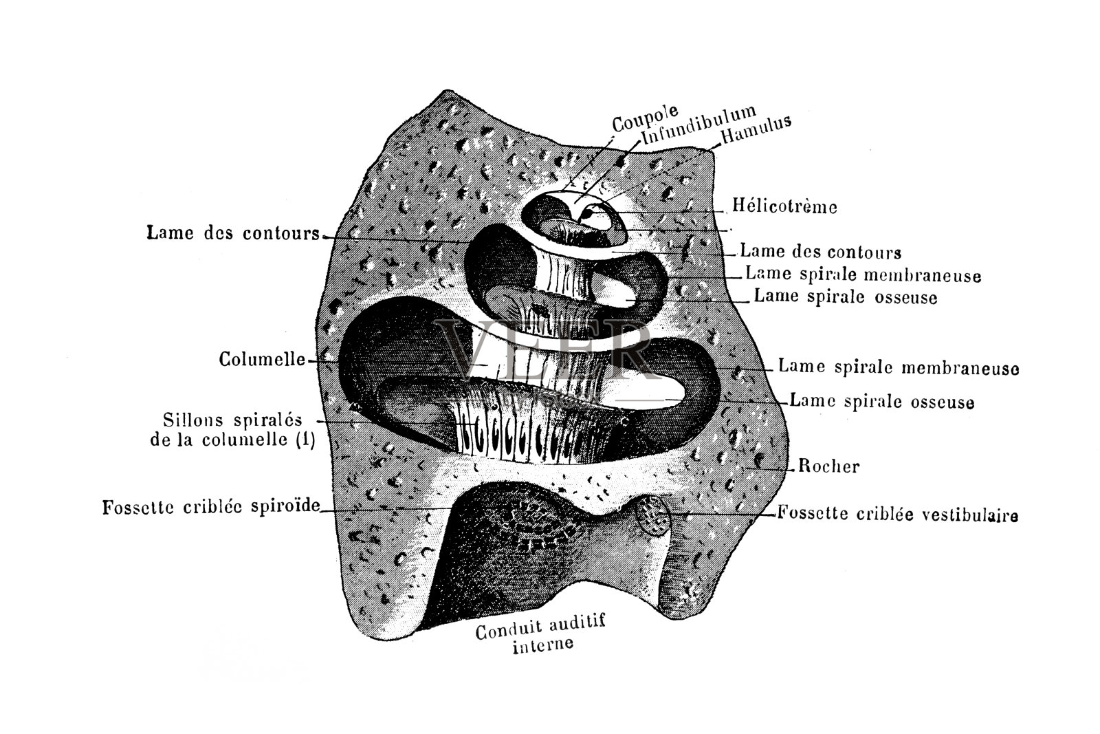 内耳骨内耳的骨头部分插画图片素材