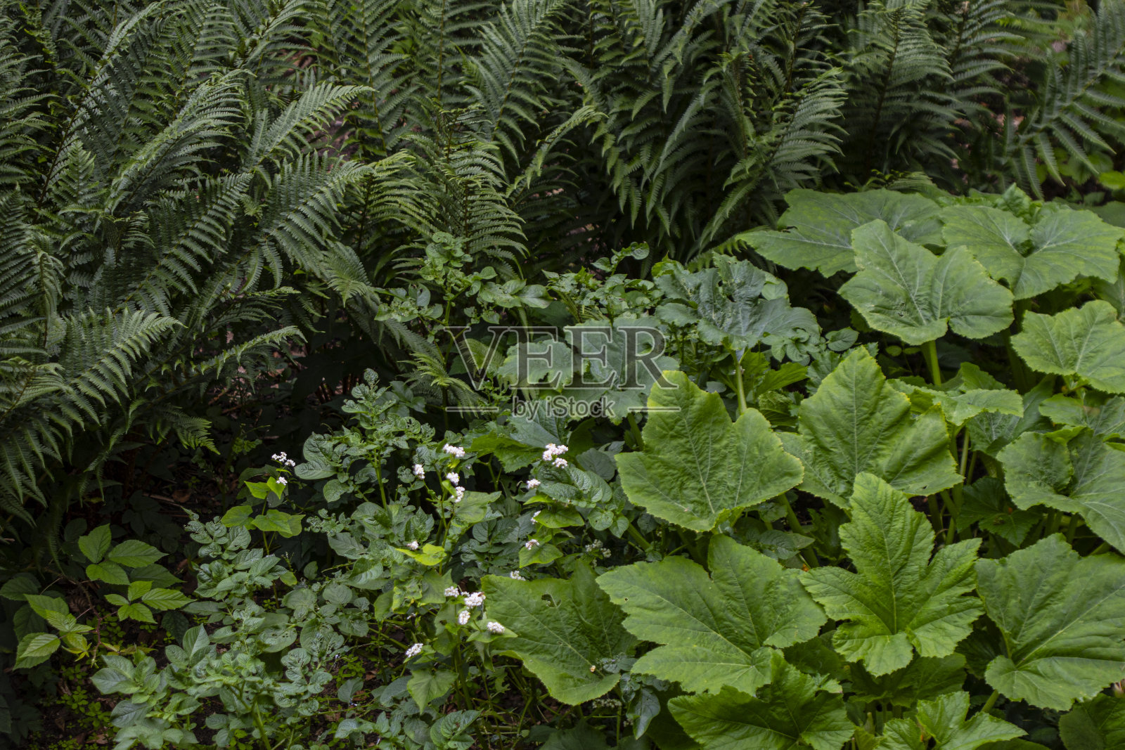 有马铃薯植物,蕨类植物和西葫芦植物的野生花园照片摄影图片