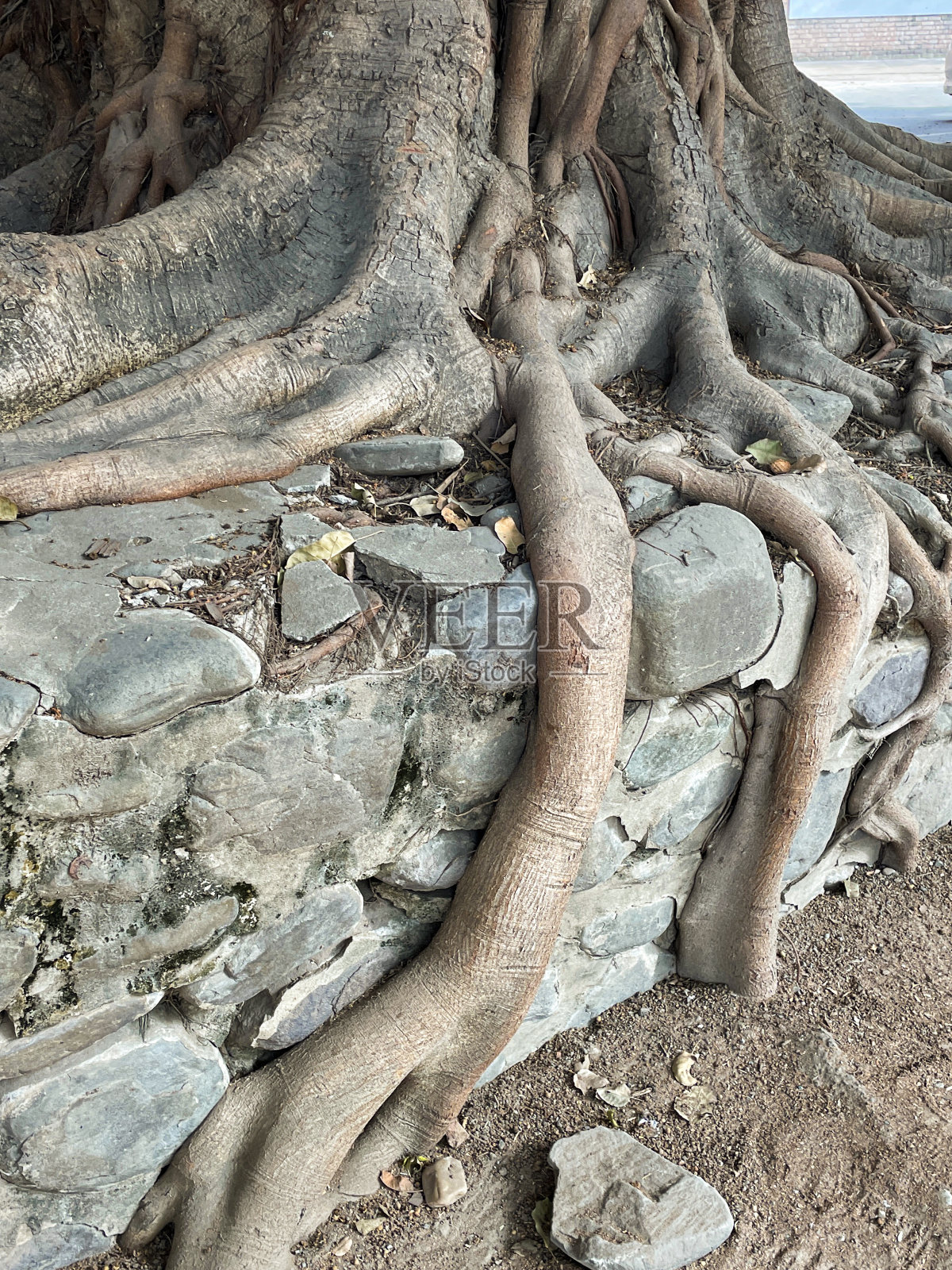 宗教榕树的根(榕)的根生长和抓住石头粘在一起,使墙壁,印度无花果树,根在岩石盆景风格(sekijoju),重点在前景照片摄影图片