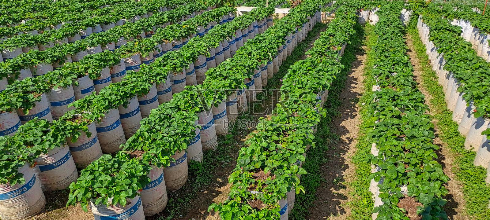 绿色的草莓田。阳光明媚的日子里种植的草莓照片摄影图片