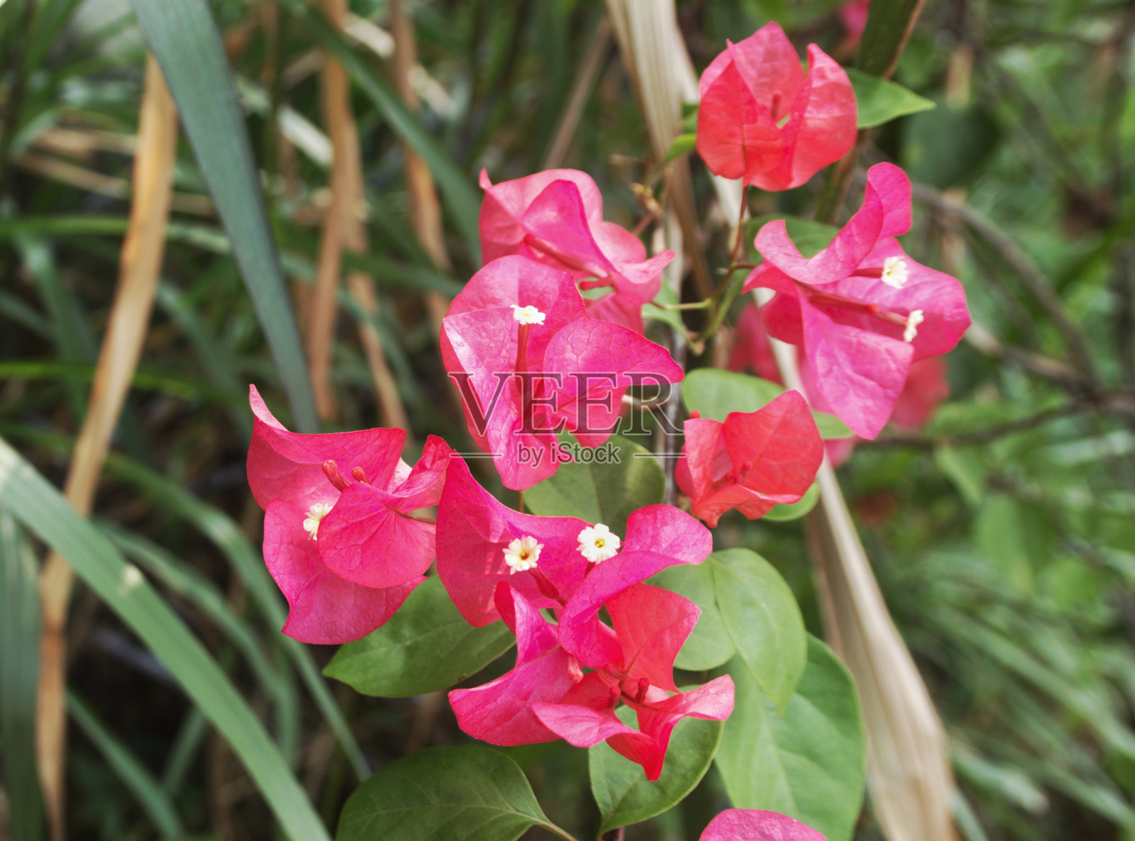 三角梅花朵照片摄影图片
