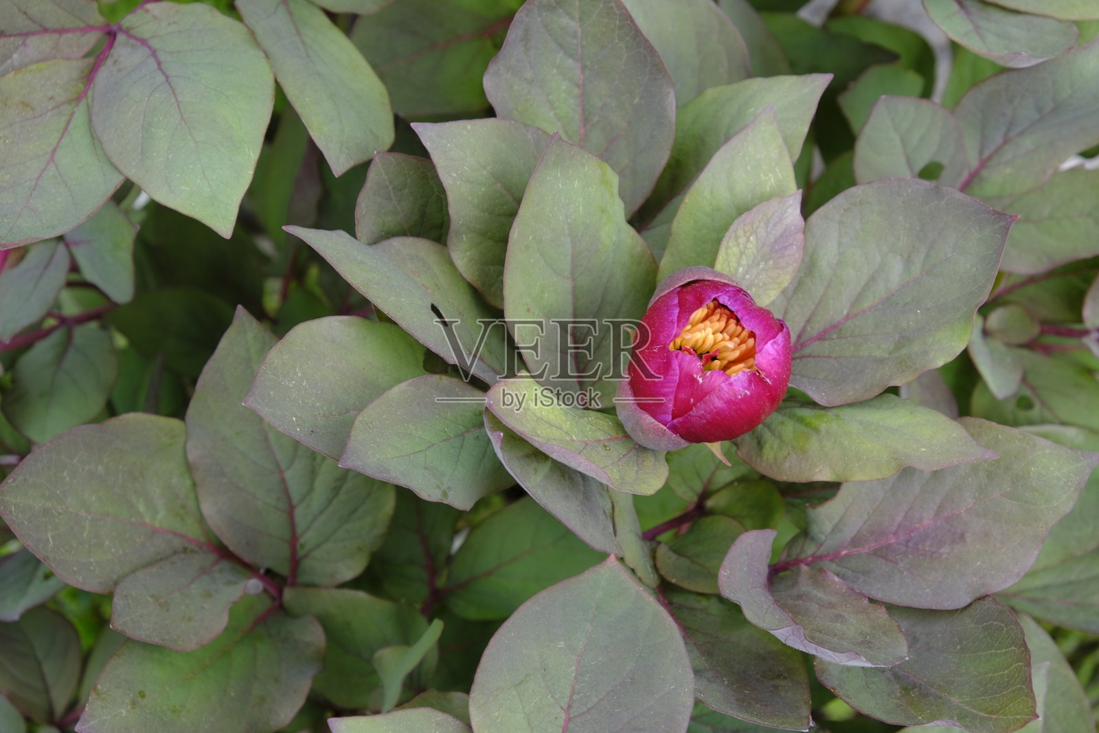 芽照片摄影图片