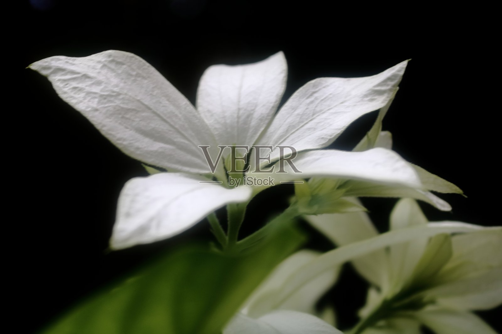 白色牡丹花照片摄影图片