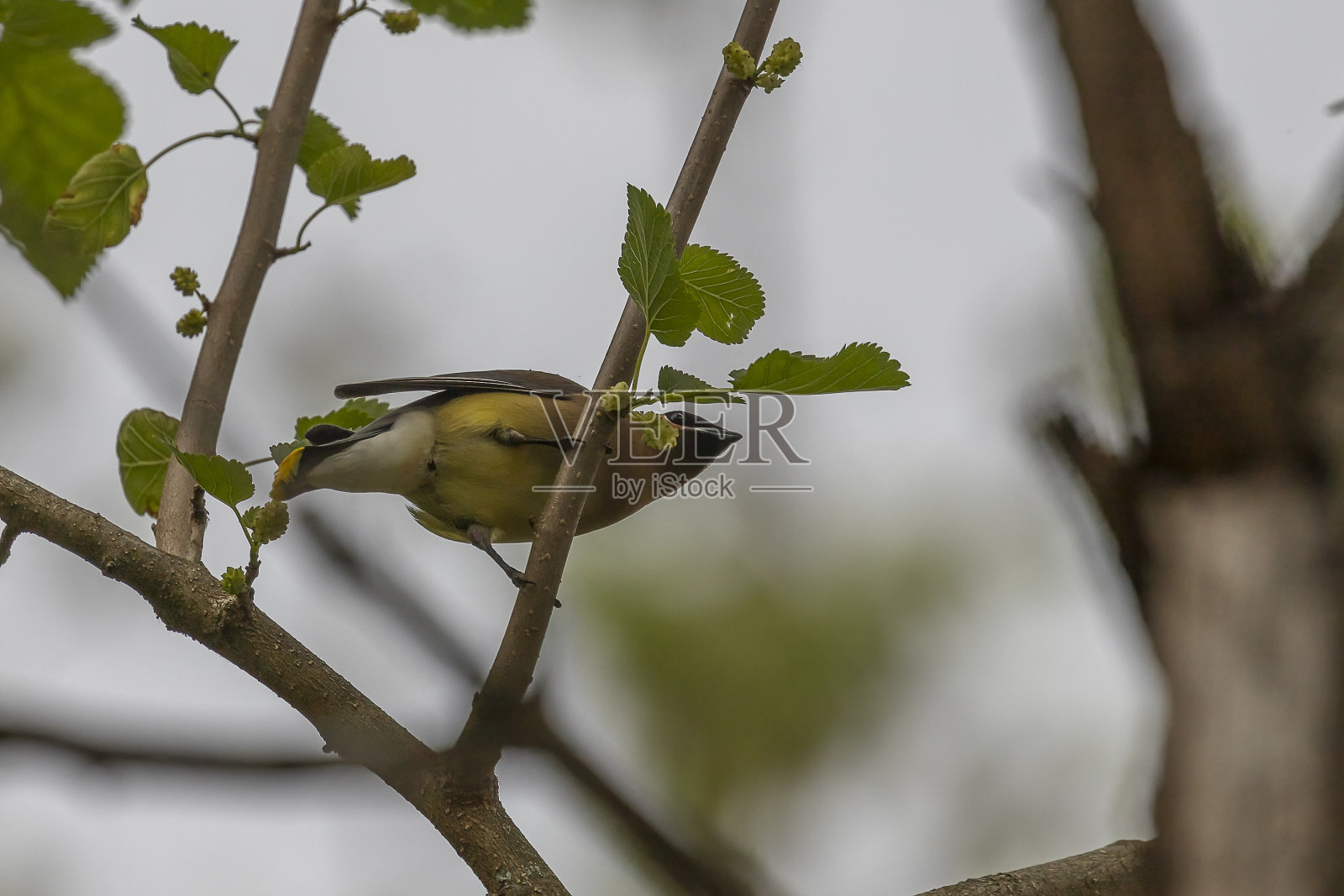 雪松在吃桑树的果实照片摄影图片