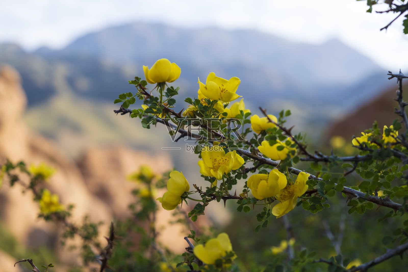美丽的黄色野蔷薇在群山的映衬下升起照片摄影图片