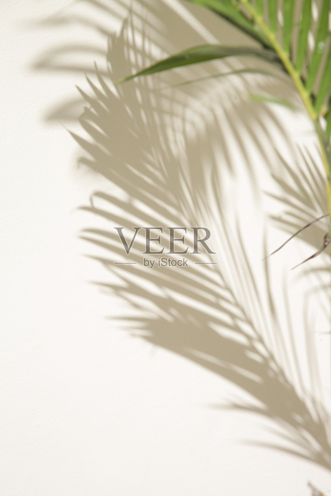 白墙上的棕榈树影照片摄影图片