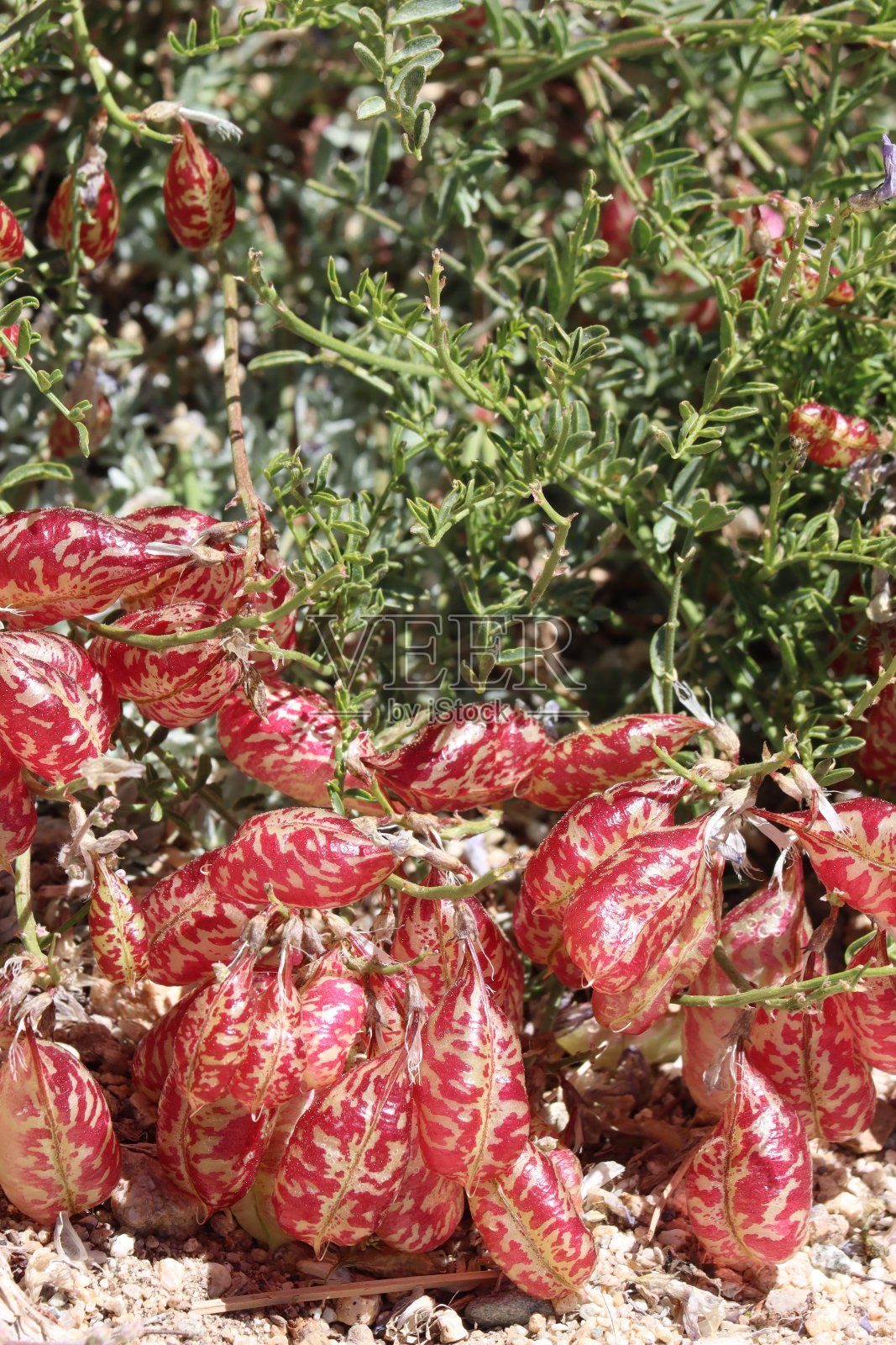 惠特尼黄芪果- San Emigdio Mtns - 071023照片摄影图片