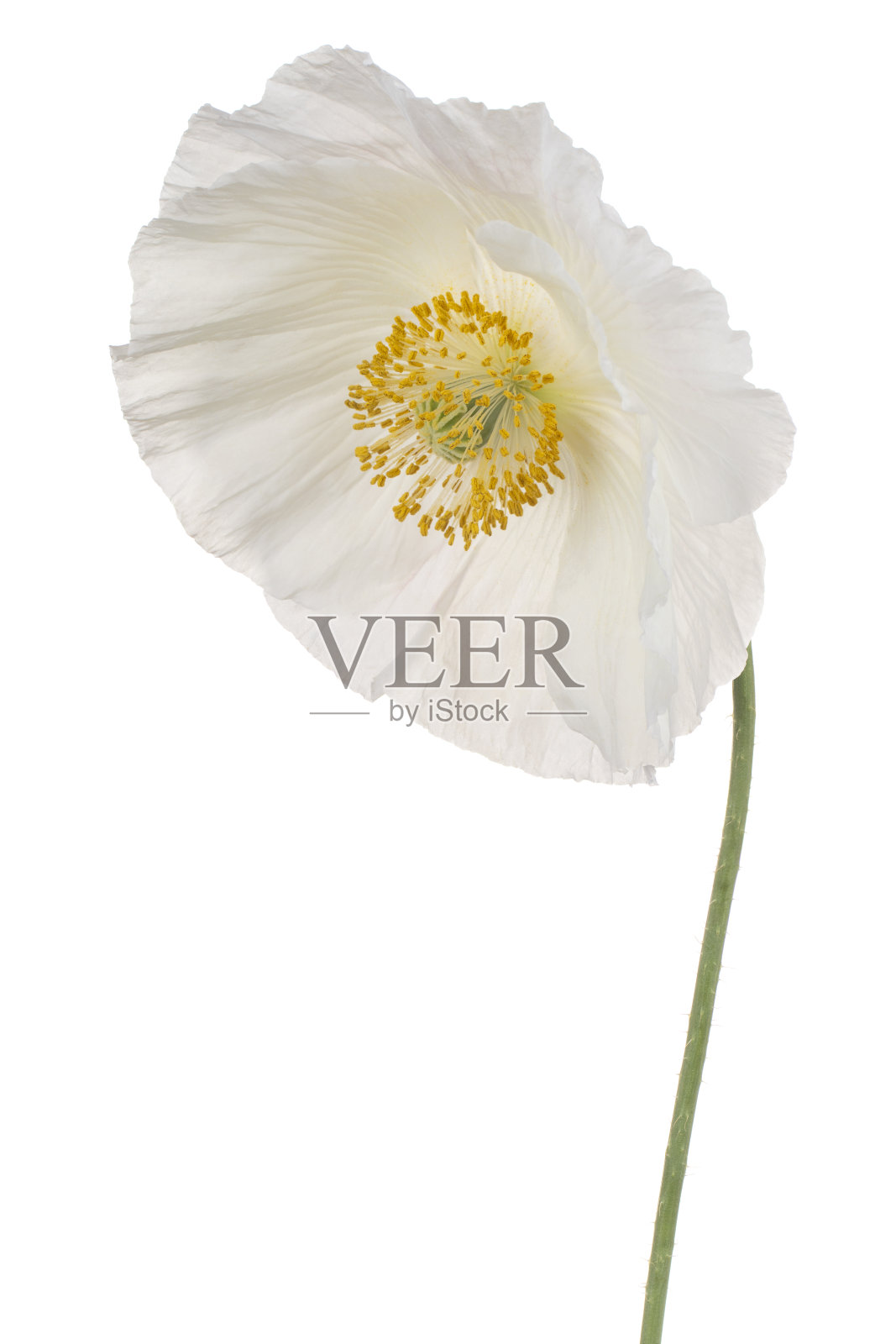 分离罂粟花照片摄影图片