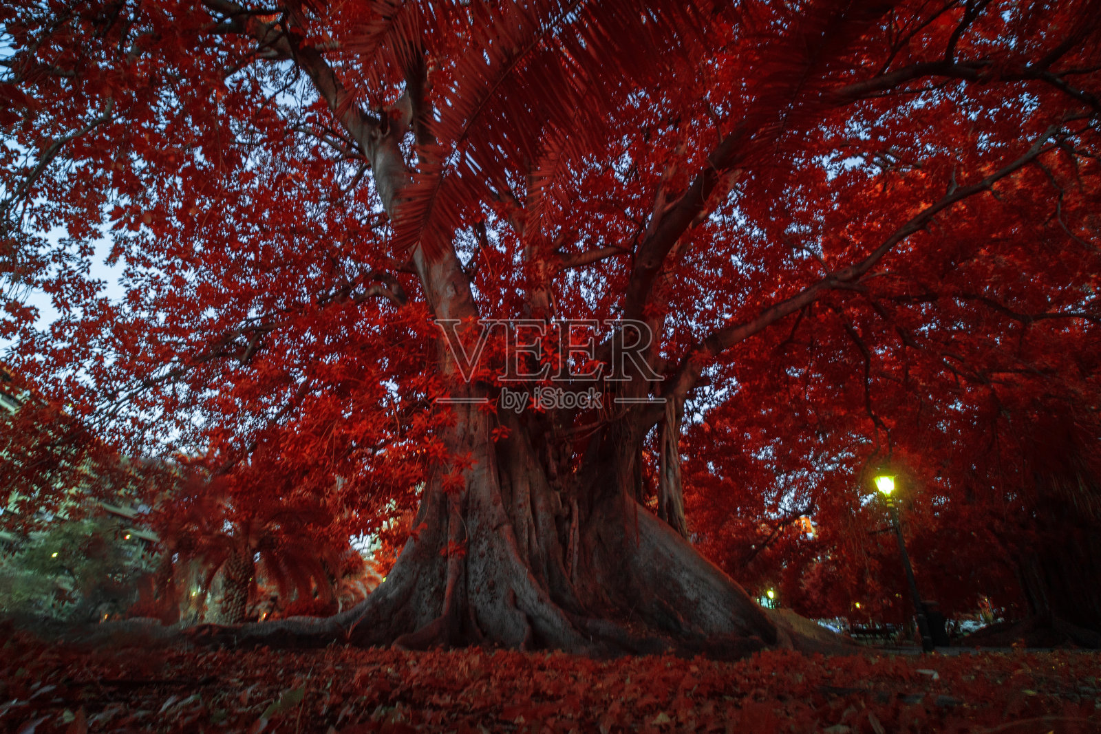 红外摄影照片摄影图片