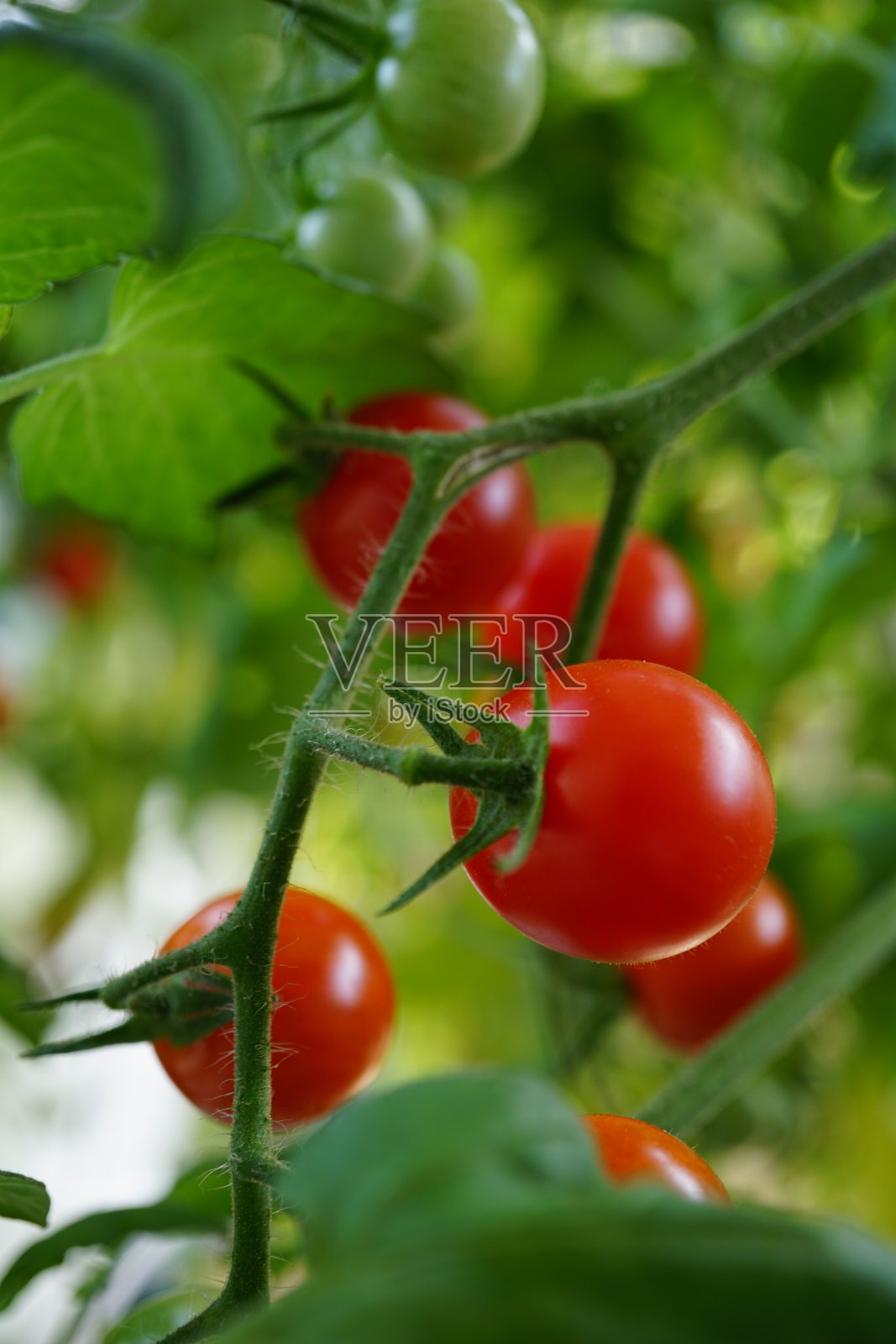 樱桃番茄是一种小而圆的番茄,被认为是野生醋栗型番茄和家养花园番茄之间的中间遗传混合物。照片摄影图片