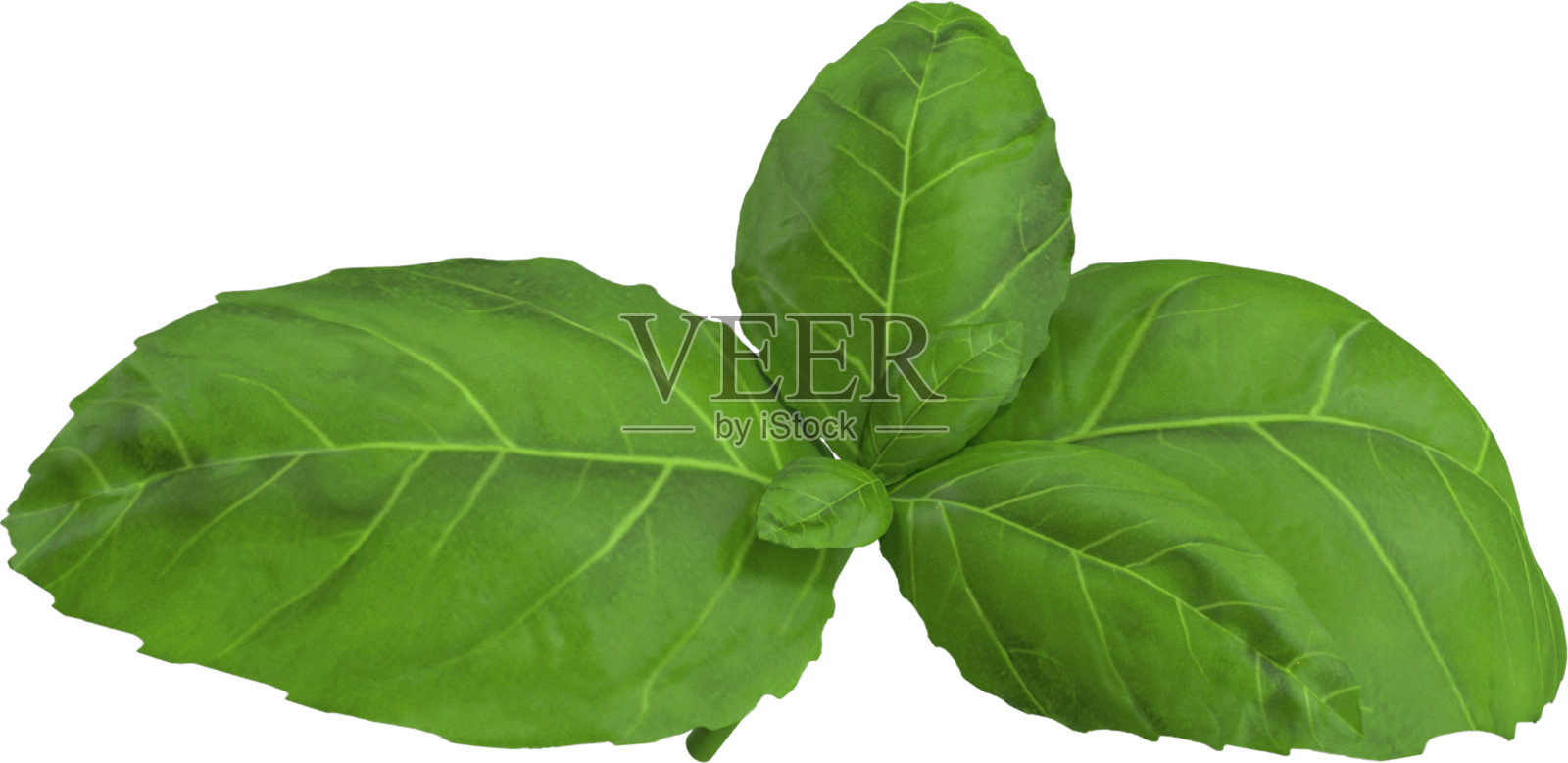 新鲜罗勒照片摄影图片