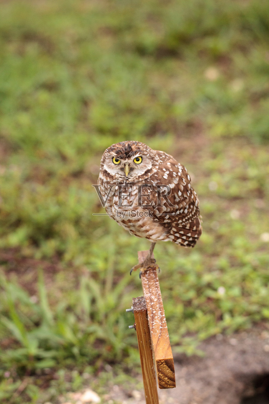 成年穴居猫头鹰照片摄影图片