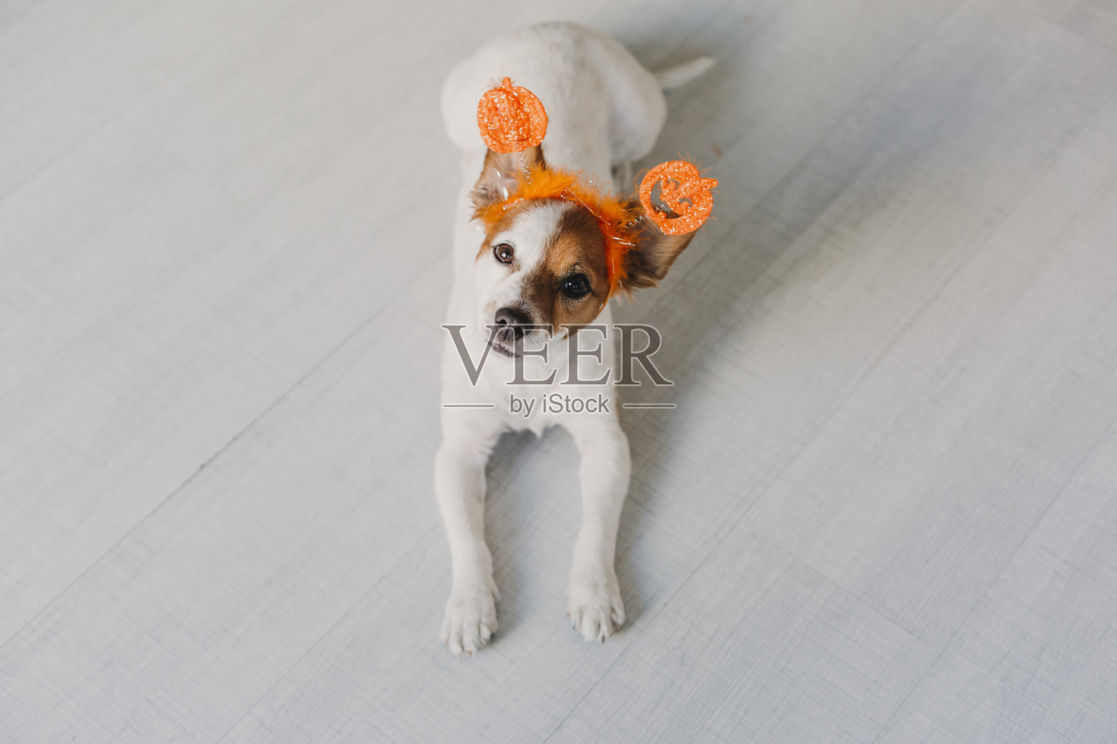 可爱的小狗在地板上休息,戴着橙色万圣节头饰照片摄影图片