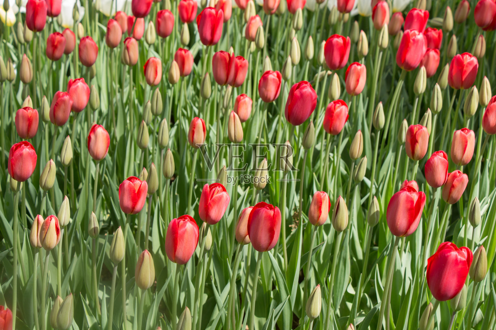 盛开的五颜六色的郁金香花作为花卉背景照片摄影图片