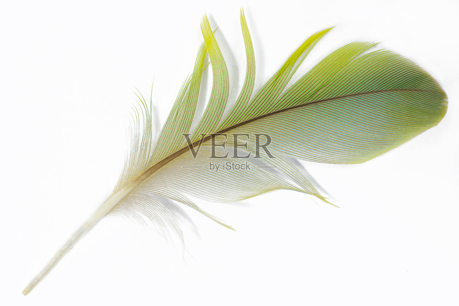 白色背景上柔软的羽毛照片摄影图片