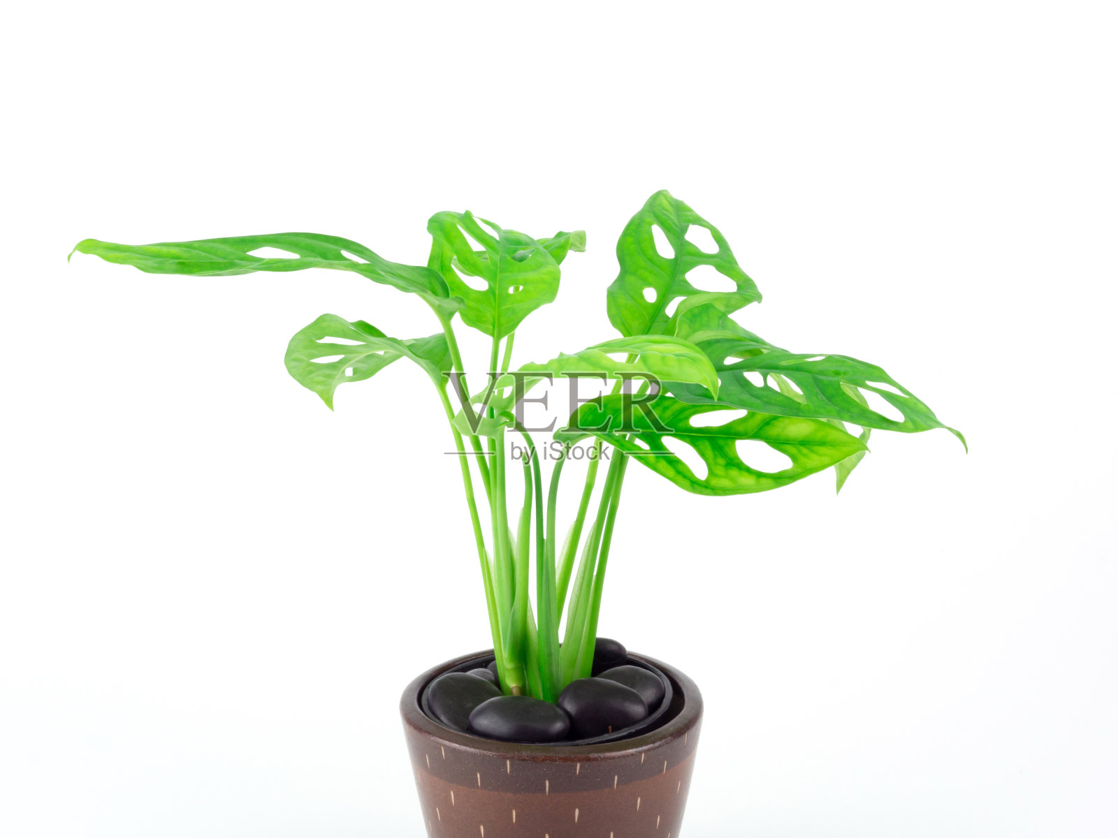 猴叶棕色盆栽,孤立在白色背景上。照片摄影图片