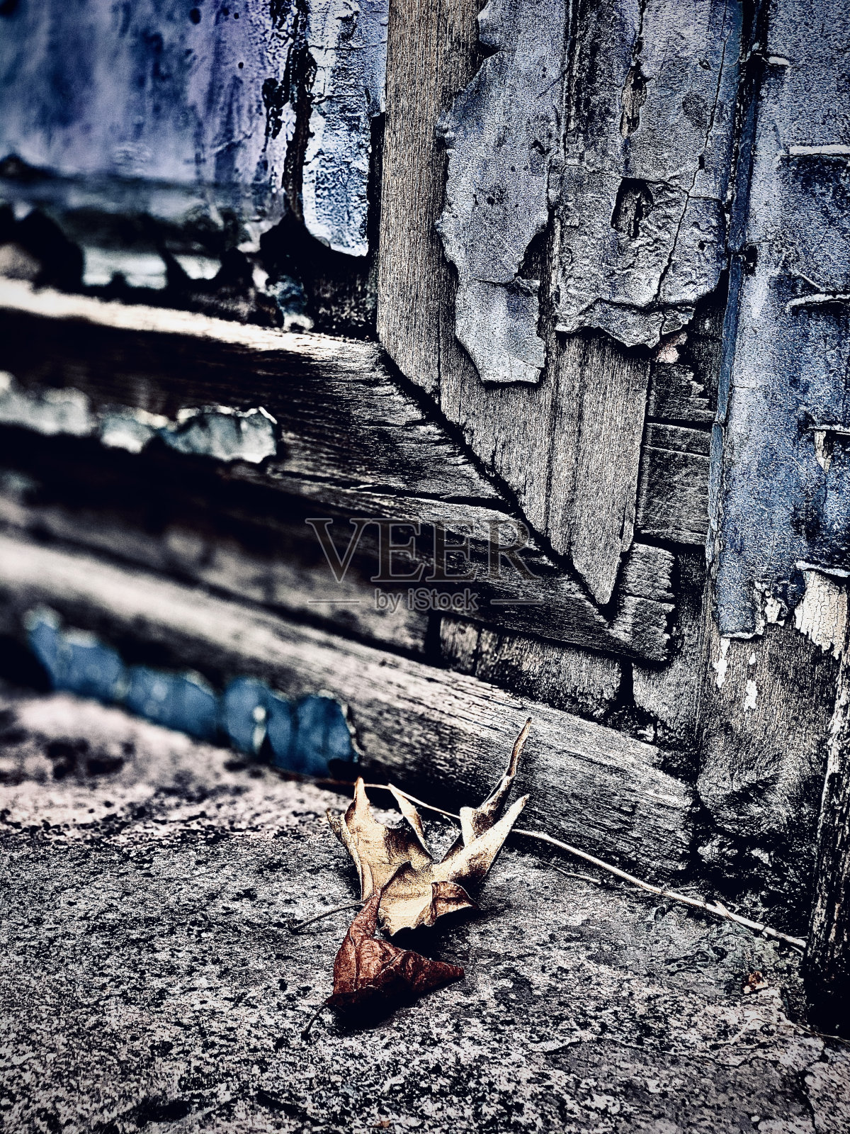 秋天叶子照片摄影图片