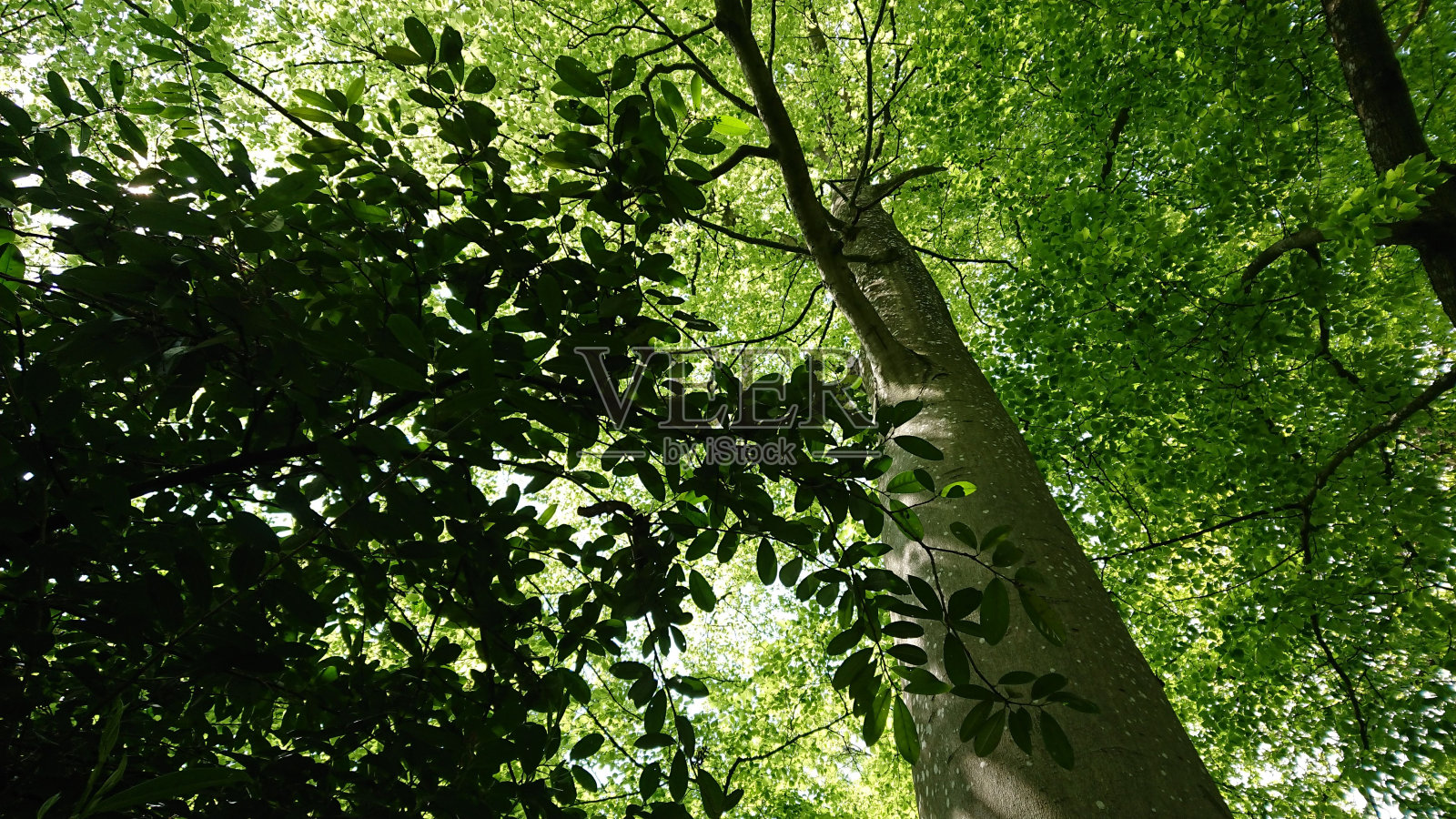 树照片摄影图片