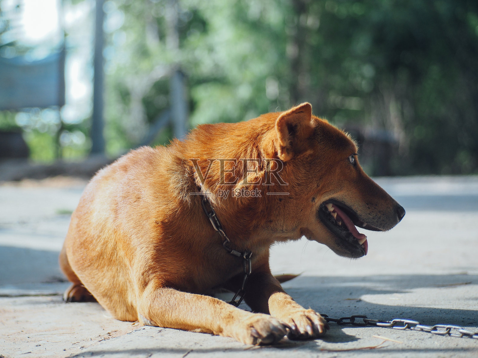 可怜的棕色圈养狗照片摄影图片