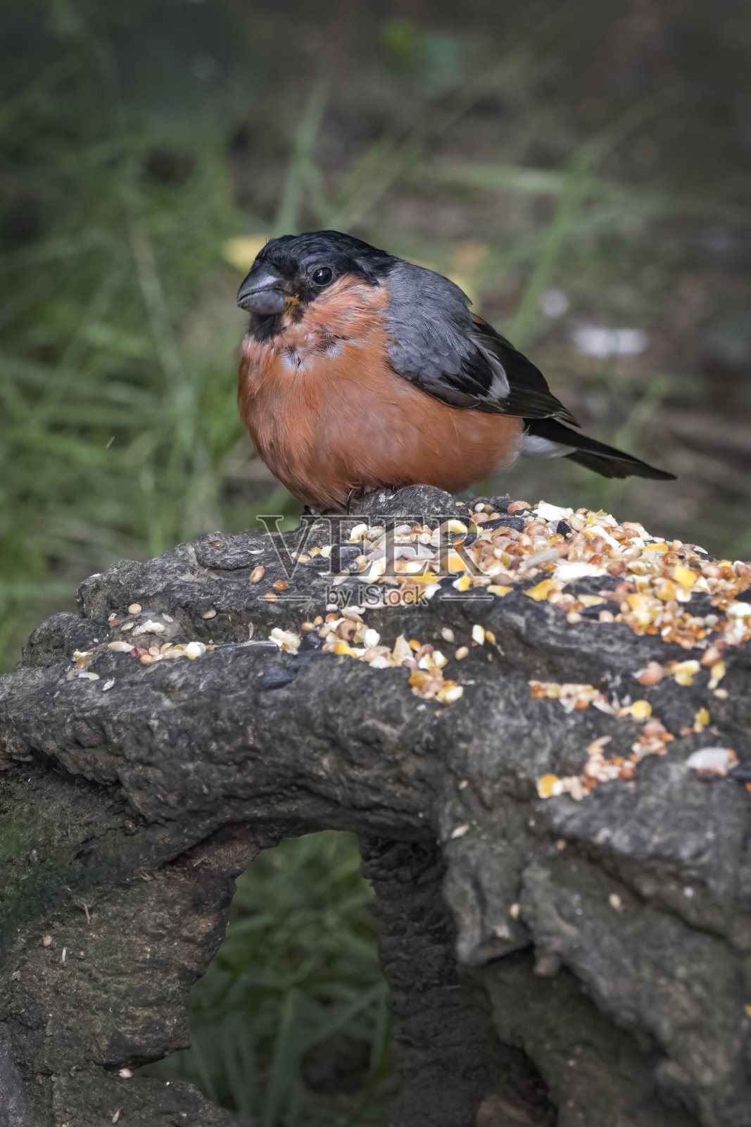红腹灰雀以放在原木上的种子为食照片摄影图片