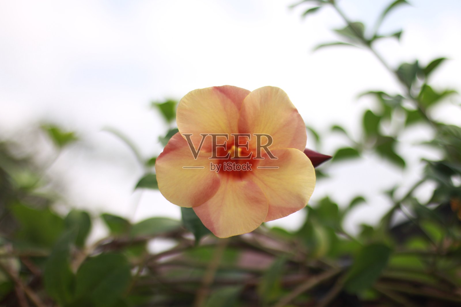 百合花,普通百合花,金色小号,金色小号藤,黄色铃铛照片摄影图片