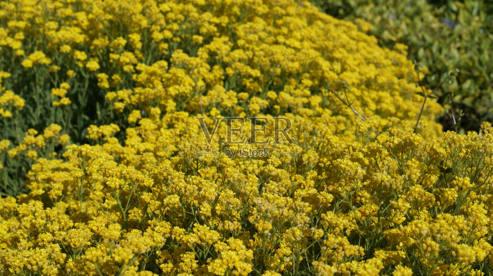 大自然的调色板——植物园里生机勃勃的草和针叶树照片摄影图片