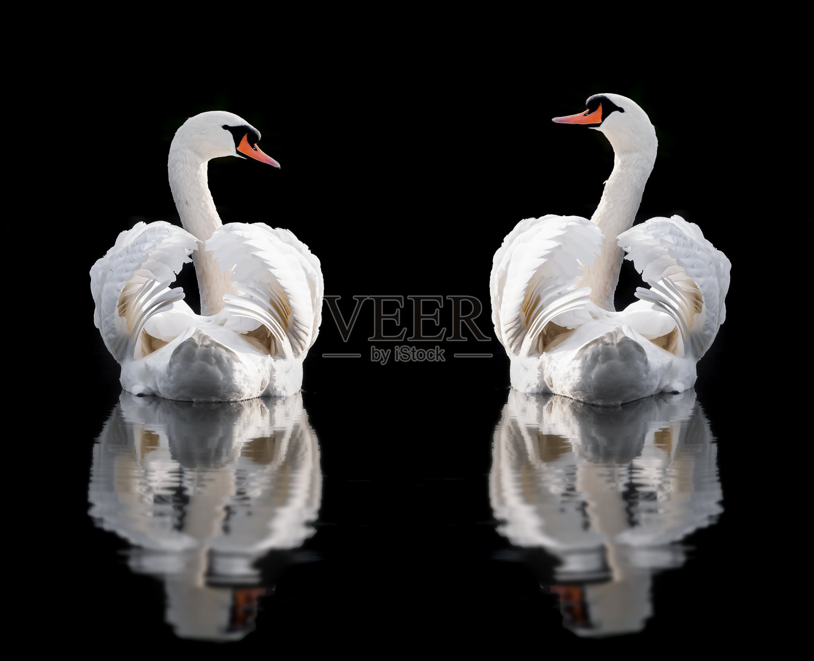 两只沉默的天鹅在诺福克街头表演照片摄影图片