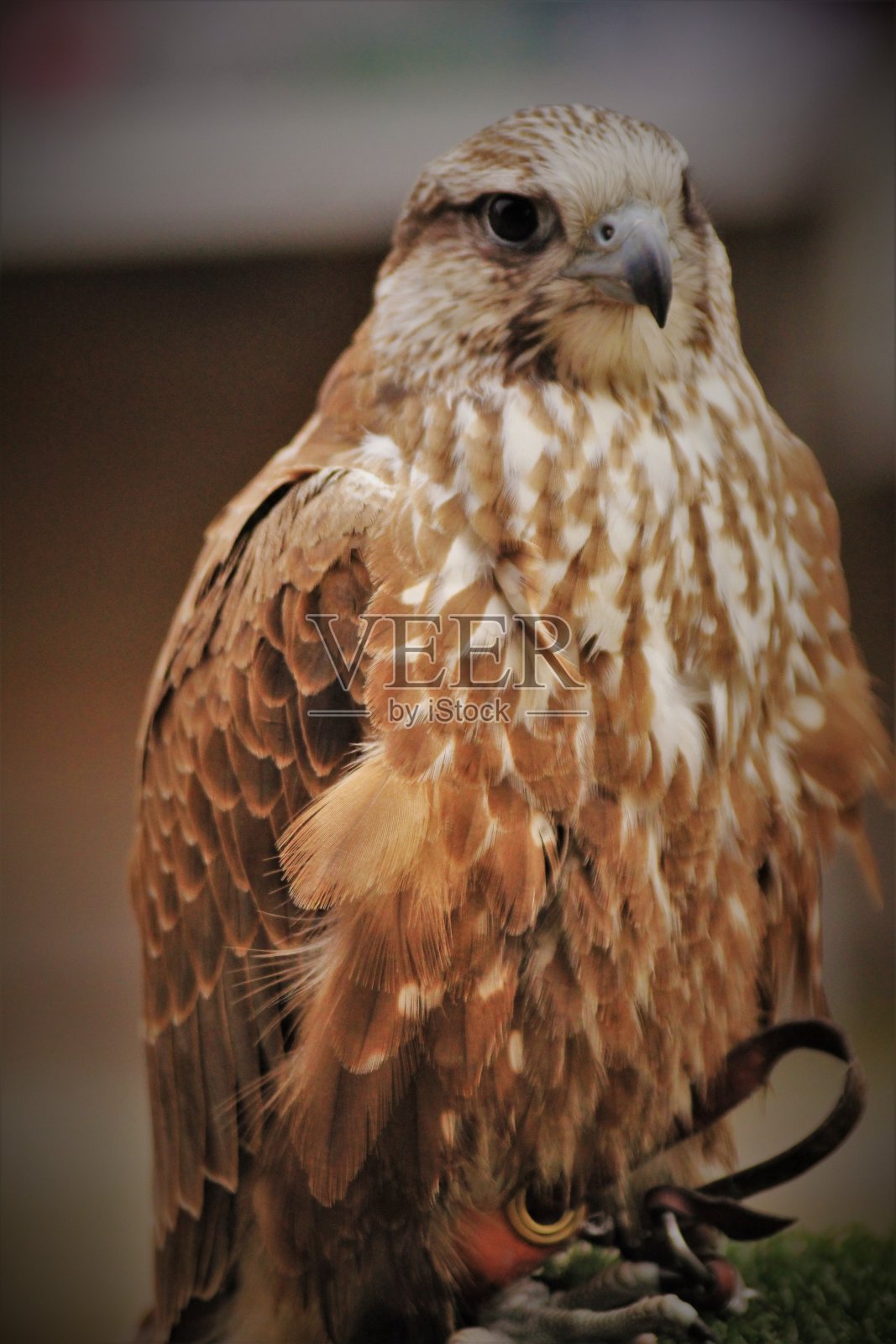 萨克猎鹰照片摄影图片