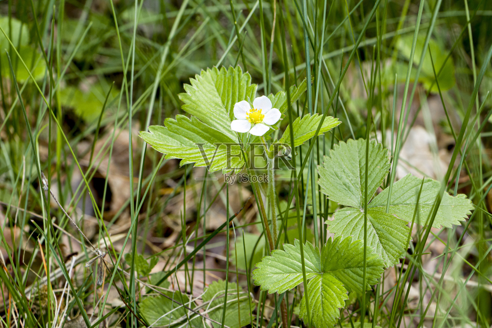草莓花照片摄影图片