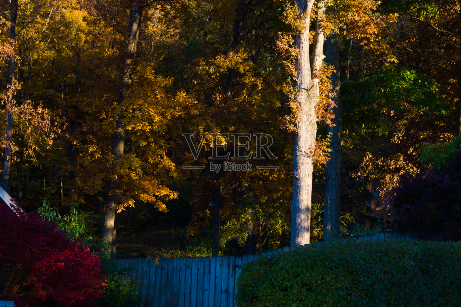 秋天里五颜六色的枫树照片摄影图片