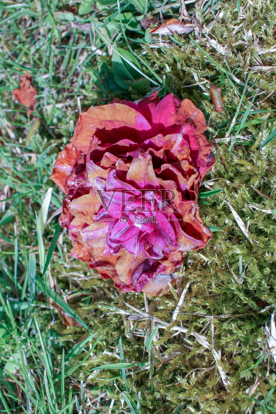 玫瑰花瓣在草地上腐烂照片摄影图片