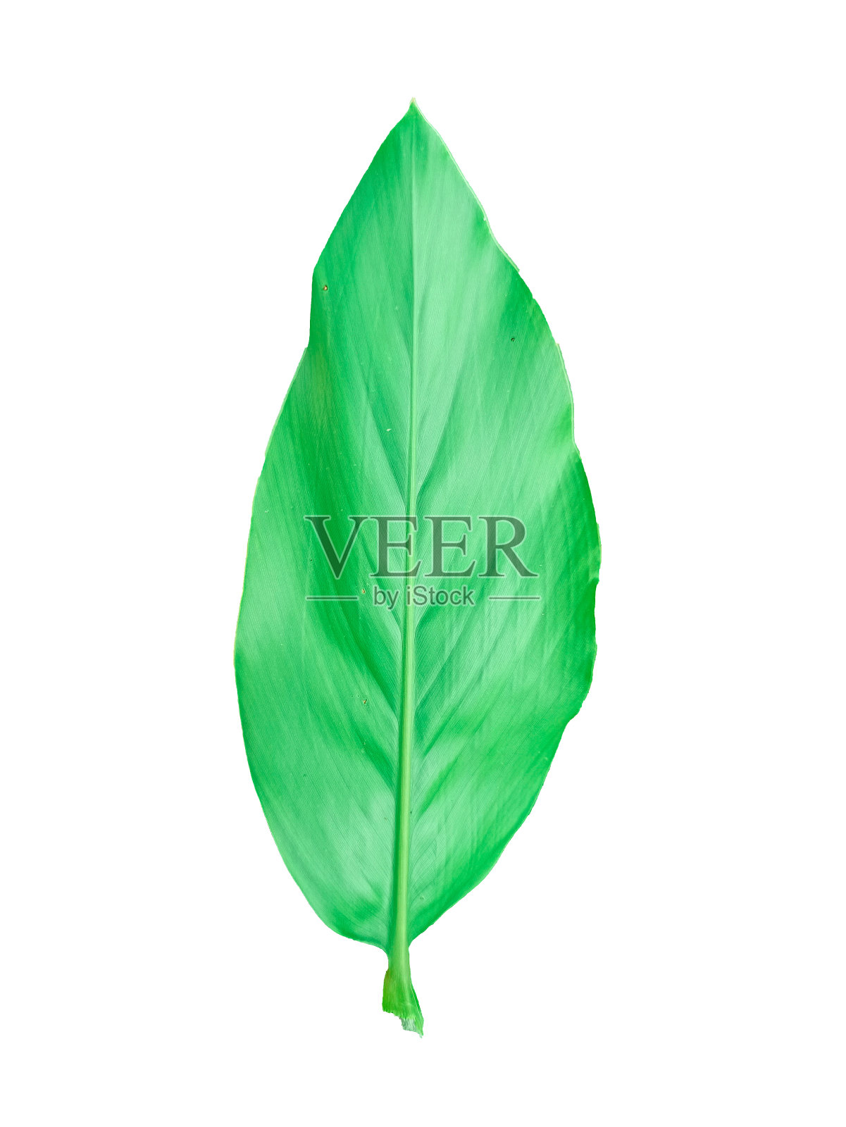 高良姜树和叶子高良姜绿白色背景照片摄影图片