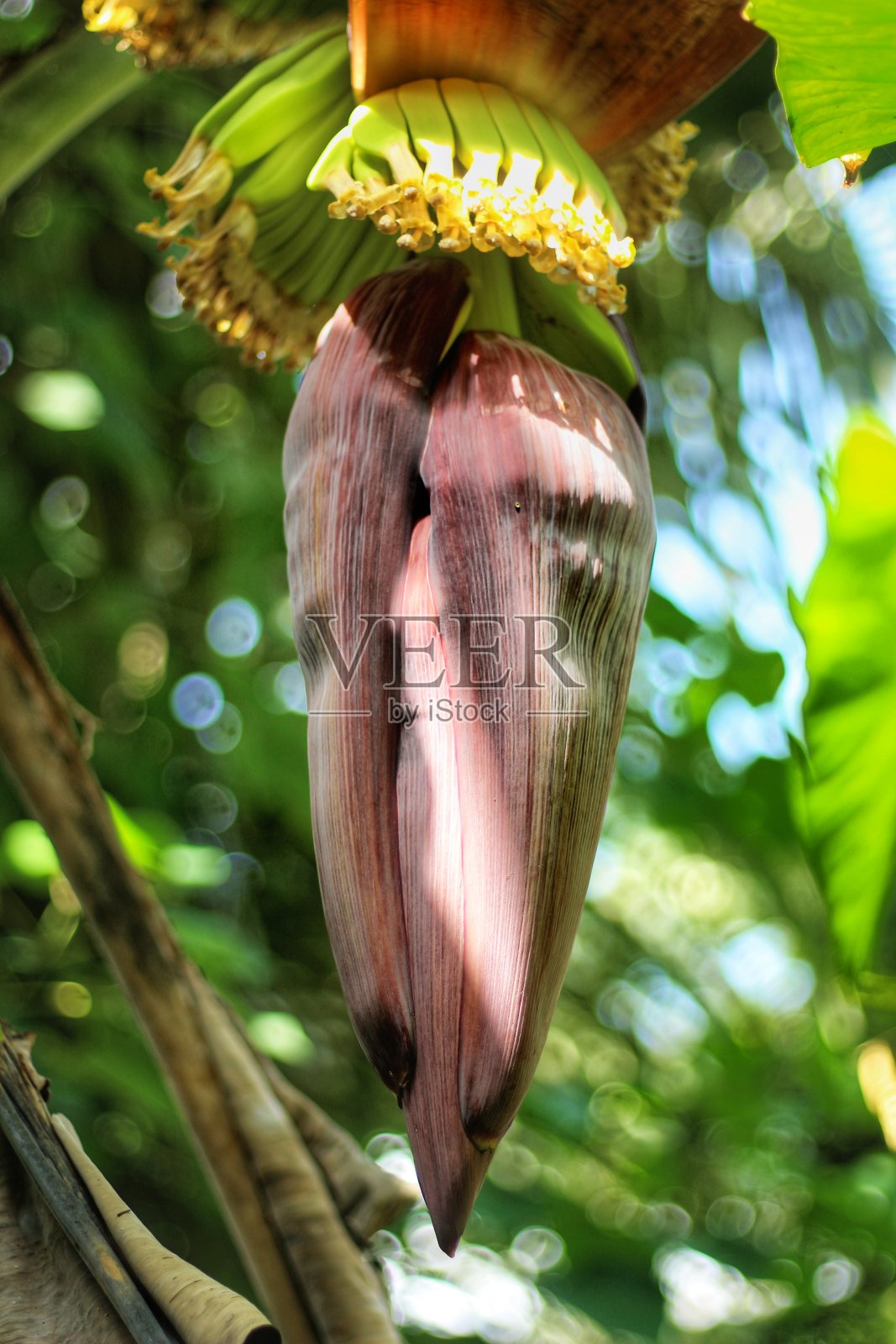 香蕉树的心是紫色的照片摄影图片