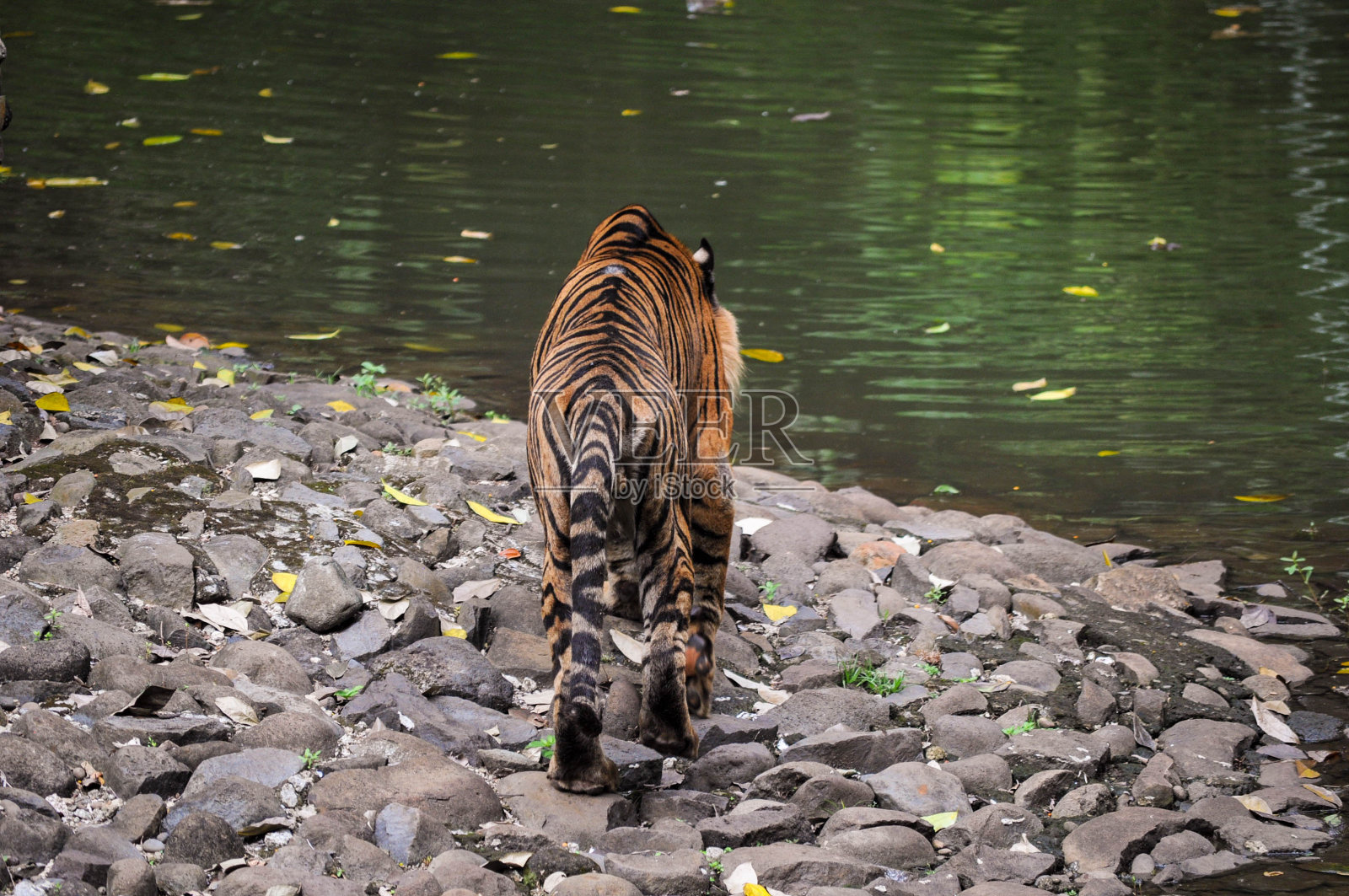 一只苏门答腊虎向河水走去,人们从它身后拍下了这张照片照片摄影图片