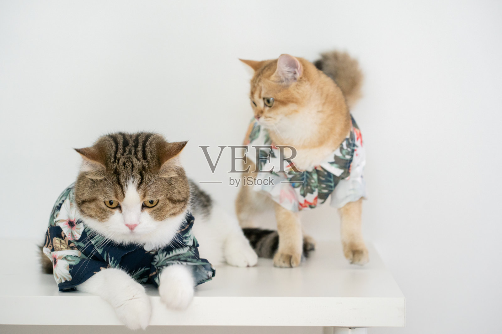 与苏格兰虎斑猫和金色的英国猫一起旅行,住在宠物友好的酒店照片摄影图片