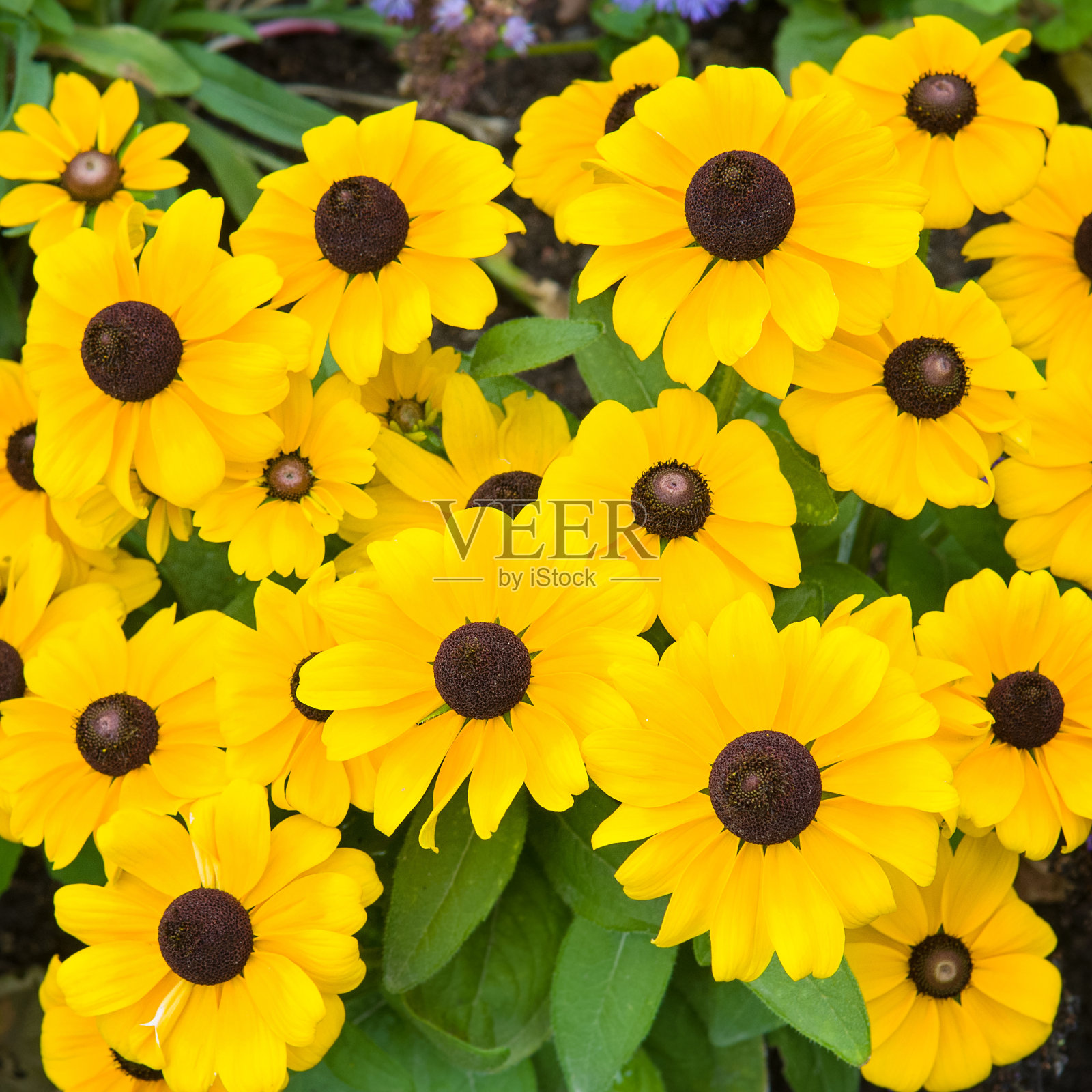 花园花坛里鲜艳的红领花。照片摄影图片